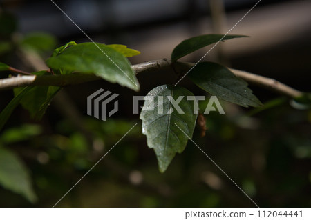 阿吉瑪諾園,等待春天 阿吉瑪諾園,等待春天 112044441