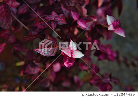 Ajimanoen, waiting for spring Ajimanoen, waiting for spring 112044489