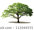 Tree tree 112044555