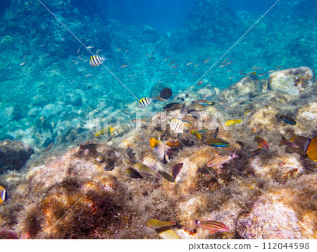Beautiful Spiny Butterflyfish, Chohan (Chaetodonidae), Parrotfish (Parrotfishidae) 112044598