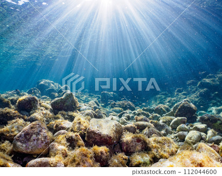 美麗的背光黑百合蝦虎魚（Gobiidae）和其他魚群。位於東京伊豆群島式根島泊海灘。 2023年1 112044600
