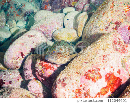 美麗又大的巨型石斑魚（石斑魚科）。位於東京伊豆群島式根島泊海灘。 2023 年 11 月 4 日 112044601