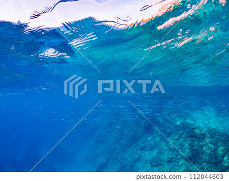 一群美麗的半喙鳥（Tribeidae 科）。位於東京伊豆群島式根島泊海灘。拍攝於 2023 年 11 月 4 日 112044603