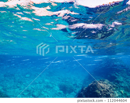 一群美麗的半喙鳥（Tribeidae 科）。位於東京伊豆群島式根島泊海灘。拍攝於 2023 年 11 月 4 日 112044604