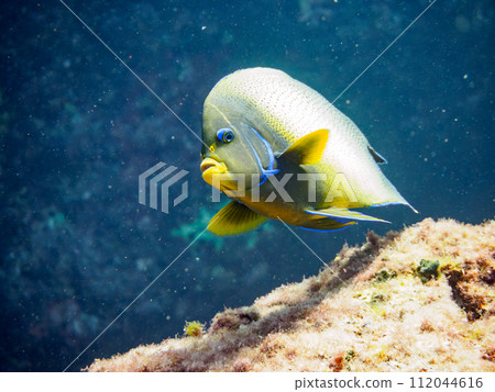 Beautiful and large Sazanamiyakko (Family). At Tomari Beach, Shikinejima, Izu Islands, Tokyo. 2023 112044616