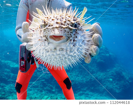 A beautiful and large rat puffer fish (family Porcupineidae). At Tomari Beach, Shikinejima, Izu Islands, Tokyo. November 2023 112044618