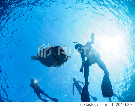 A beautiful and large rat puffer fish (family Porcupineidae). At Tomari Beach, Shikinejima, Izu Islands, Tokyo. November 2023 112044620
