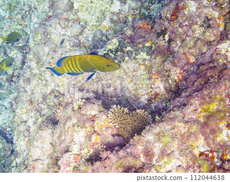 Beautiful Aonome grouper (Geridae). At Tomari Beach, Shikinejima, Izu Islands, Tokyo. Photographed on November 4, 2023. Beautiful Aonome grouper (Geridae). At Tomari Beach, Shikinejima, Izu Islands, Tokyo. Photographed on November 4, 2023. 112044638