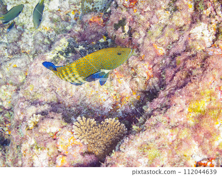 Beautiful Aonome grouper (Geridae). At Tomari Beach, Shikinejima, Izu Islands, Tokyo. Photographed on November 4, 2023. 112044639