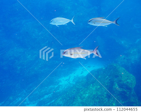 A powerful school of amberjack (horse mackerel family) attacking a large school of grunts. At Marunegahama, Shikinejima, Izu Islands, Tokyo. 202 112044655