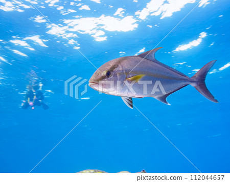 A powerful school of amberjack (horse mackerel family) attacking a large school of grunts. At Marunegahama, Shikinejima, Izu Islands, Tokyo. 202 A powerful school of amberjack (horse mackerel family) attacking a large school of grunts. At Marunegahama, Shikinejima, Izu Islands, Tokyo. 202 112044657