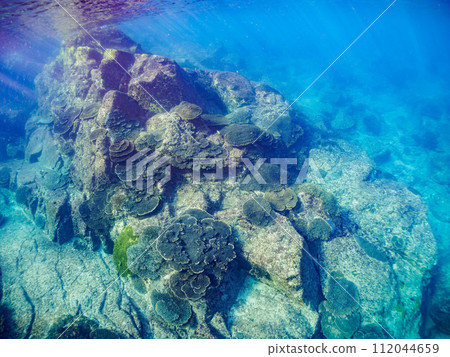 美麗的珊瑚群落,例如桌珊瑚。位於東京都伊豆群島式根島丸浜。拍攝於 2023 年 11 月 4 日 美麗的珊瑚群落,例如桌珊瑚。位於東京都伊豆群島式根島丸浜。拍攝於 2023 年 11 月 4 日 112044659