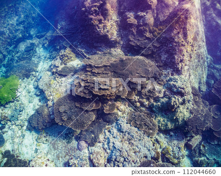 美麗的珊瑚群落,例如桌珊瑚。位於東京都伊豆群島式根島丸浜。拍攝於 2023 年 11 月 4 日 美麗的珊瑚群落,例如桌珊瑚。位於東京都伊豆群島式根島丸浜。拍攝於 2023 年 11 月 4 日 112044660