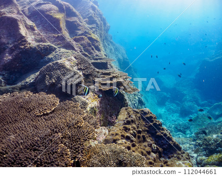 Beautiful table corals and moorish fishes (Terinodae), goldenrods (Thornidae subfamily), and yellow damselfish (Spotfishes). 112044661