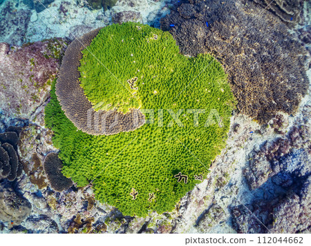 美麗的珊瑚群落,例如桌珊瑚。位於東京都伊豆群島式根島丸浜。拍攝於 2023 年 11 月 4 日 美麗的珊瑚群落,例如桌珊瑚。位於東京都伊豆群島式根島丸浜。拍攝於 2023 年 11 月 4 日 112044662