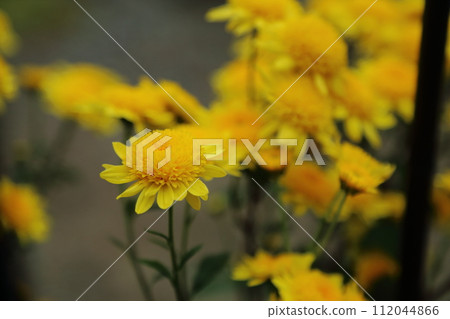 Yellow chrysanthemum flower Yellow chrysanthemum flower 112044866