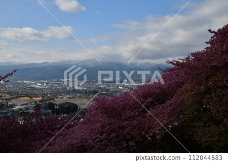 Matsuda Cherry Blossom Festival 112044883