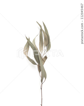 eucalyptus branch leaves on light background with shadows. Minimal style design 112045467