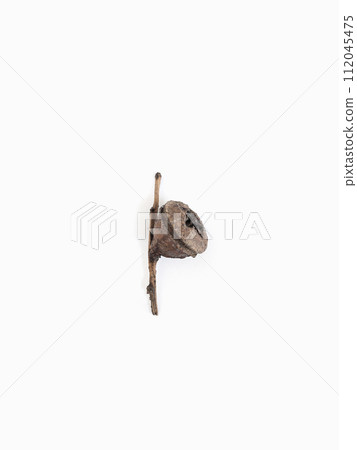Dried seed of eucalyptus on branch on light gray background  112045475