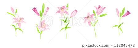 Pink Lily Flower Bud on Green Stem with Leaf Vector Set 112045478