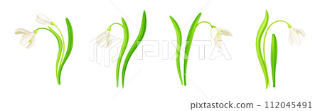 White Snowdrop Flower on Green Stem with Leaf Vector Set White Snowdrop Flower on Green Stem with Leaf Vector Set 112045491