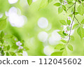 Flowers and leaves of Egonoki showing through the light (lots of blank space) 112045602