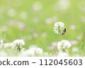 A bee perches on a white clover flower 112045603