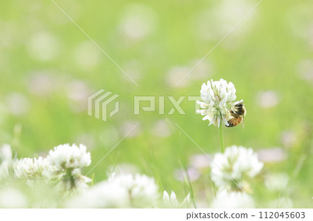 一隻蜜蜂棲息在白三葉草花上 一隻蜜蜂棲息在白三葉草花上 112045603