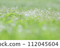 White clover blooming field 112045604