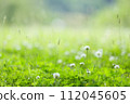 Park square where white clover blooms 112045605