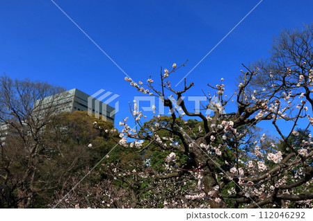Ume, plum blossoms, in Hamarikyu park in central Tokyo Ume, plum blossoms, in Hamarikyu park in central Tokyo 112046292