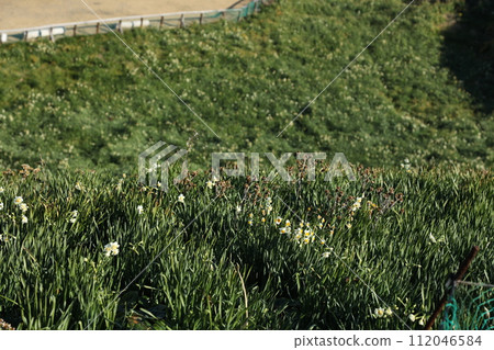 Naniwa san colony of Nunikisaki Naniwa san colony of Nunikisaki 112046584