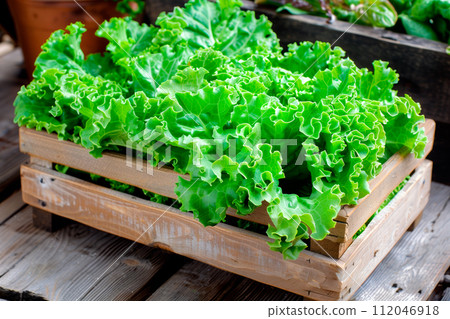Frisee lettuce isolated on white background. Fresh green salad leaves from garden Frisee lettuce isolated on white background. Fresh green salad leaves from garden 112046918