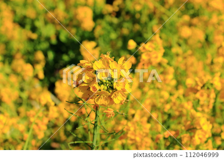 A field of nanohana yellow flowers in Hamarikyu garden in central Tokyo near Tokyo Bay in Japan 112046999
