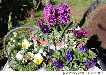 Hyacinths and frilled pansies in mixed pots 112047044