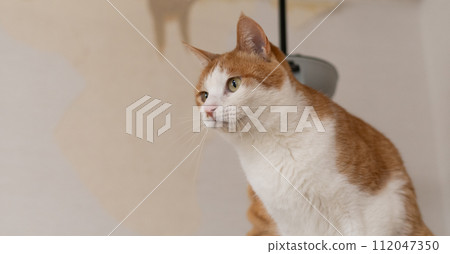 Cat on the cat tower brown tabby white Cat on the cat tower brown tabby white 112047350