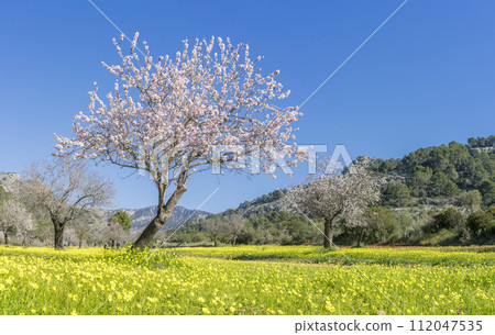 Vibrant Springtime Blossoms Amidst a Meadow of Yellow Wildflowers 112047535