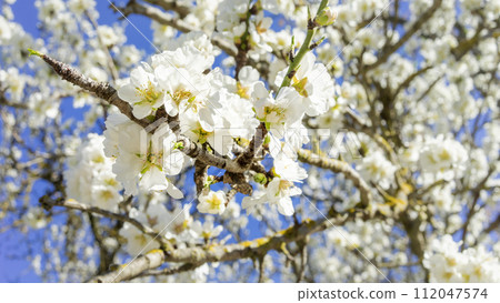 Close-Up of Almond Blossoms Unveiling Spring's Arrival Under the 112047574