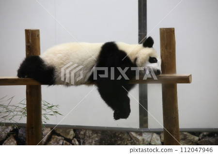 熊貓懶洋洋地躺著 112047946