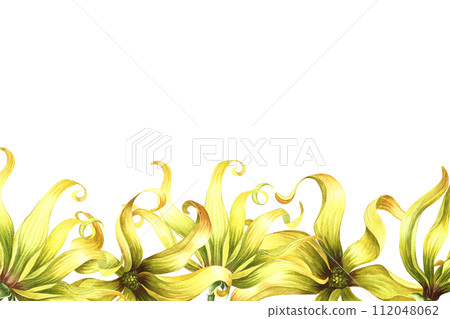A banner with ylang-ylang flowers. A border with exotic fragrant yellow flowers. A hand-drawn watercolor illustration. An element of the design of packaging, postcard and label. For a banner, a flyer 112048062