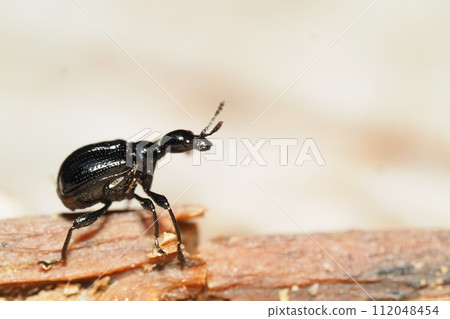 Egoturkubiotsubumi (female) 112048454