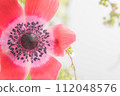 I love you: red anemone 112048576