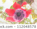 I love you: red anemone 112048578