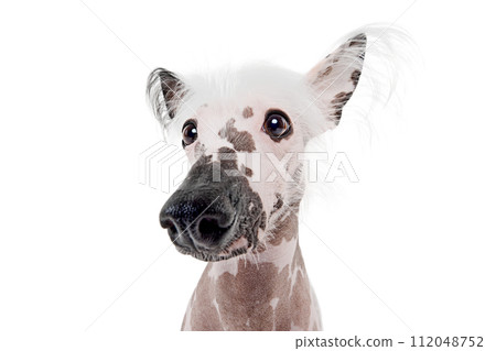 Portrait of beautiful purebred Chinese crested dog with spotted color isolated on white studio background 112048752