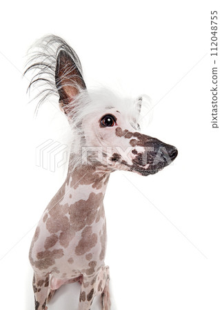 Portrait of beautiful purebred Chinese crested dog with spotted color isolated on white studio background Portrait of beautiful purebred Chinese crested dog with spotted color isolated on white studio background 112048755