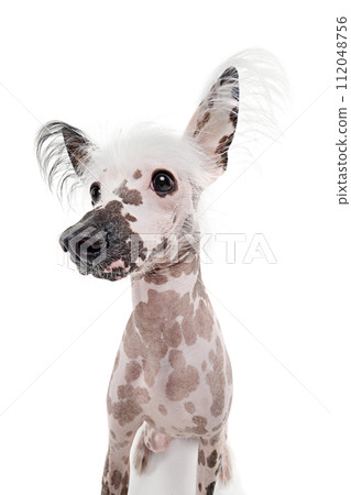 Portrait of beautiful purebred Chinese crested dog with spotted color isolated on white studio background Portrait of beautiful purebred Chinese crested dog with spotted color isolated on white studio background 112048756