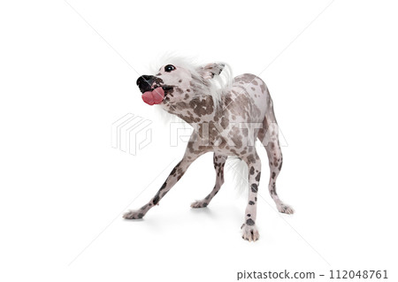 Playful, happy, adorable purebred Chinese crested dog playing, catching ball in motion isolated on white studio background Playful, happy, adorable purebred Chinese crested dog playing, catching ball in motion isolated on white studio background 112048761