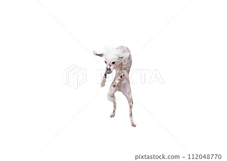 Adorable, playful purebred Chinese crested dog in motion in mid-hair, jumping, playing isolated on white studio background Adorable, playful purebred Chinese crested dog in motion in mid-hair, jumping, playing isolated on white studio background 112048770