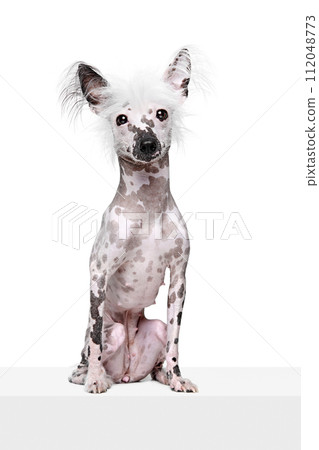 Full-length image of adorable purebred Chinese crested dog calmly sitting isolated on white studio background Full-length image of adorable purebred Chinese crested dog calmly sitting isolated on white studio background 112048773