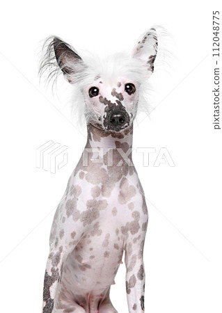 Portrait of beautiful purebred Chinese crested dog sitting, looking with attention isolated on white studio background Portrait of beautiful purebred Chinese crested dog sitting, looking with attention isolated on white studio background 112048775